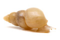Leptinaria sp. adult